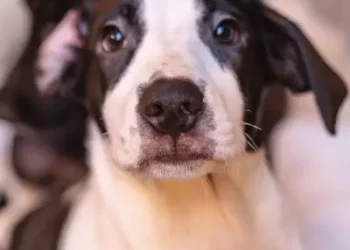 Câmara do Rio rejeita veto presidencial e aprova lei de controle reprodutivo de animais de rua