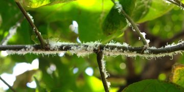 Controle natural da cochonilha em plantas de apartamento: estratégias e cuidados essenciais