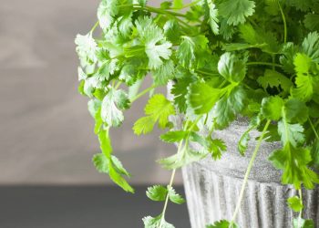 Cultivar coentro em casa: dicas para manter folhas frescas e produtivas