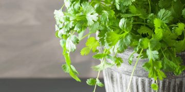 Cultivar coentro em casa: dicas para manter folhas frescas e produtivas