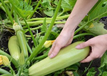 Aprenda a cultivar abobrinha em jardins pequenos para colher alimentos frescos