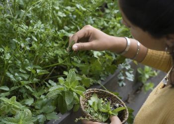 Cuidados essenciais para manter temperos em hortas domésticas duradouras