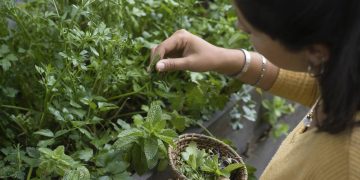 Cuidados essenciais para manter temperos em hortas domésticas duradouras