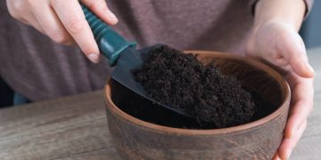 Escolha de solo adequado é essencial para o desenvolvimento saudável de plantas em jardins e vasos