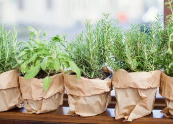 Cultivar temperos em casa reduz gastos e garante alimentos mais frescos