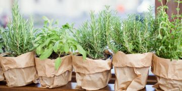 Cultivar temperos em casa reduz gastos e garante alimentos mais frescos