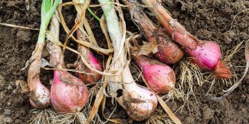 Cultivo de cebola roxa em vasos: dicas para sucesso na casa