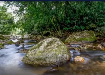 MMA apresenta Plano Decenal do Sisnama para fortalecer gestão ambiental no Brasil