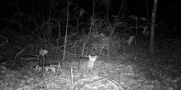 Floresta da Pedra Branca revela 54 espécies de mamíferos, incluindo ameaçados e inéditos