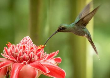 Plantas pendentes atraem beija-flores e transformam varandas em refúgios naturais