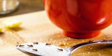 Técnica caseira com vinagre ajuda a reduzir presença de formigas na cozinha