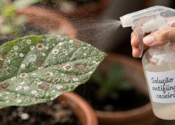 Receita caseira rápida ajuda a controlar fungos em plantas domésticas