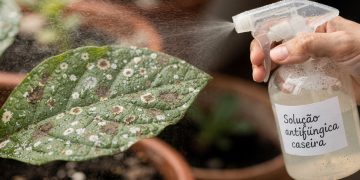 Receita caseira rápida ajuda a controlar fungos em plantas domésticas