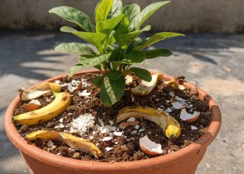 Técnicas de jardinagem caseiras promovem crescimento rápido e saudável de plantas domésticas