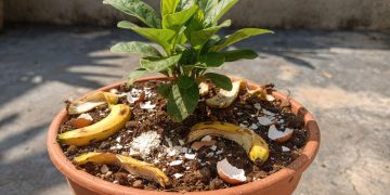 Técnicas de jardinagem caseiras promovem crescimento rápido e saudável de plantas domésticas