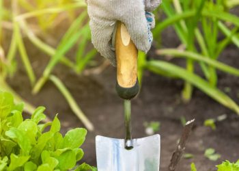 Horta orgânica em espaços reduzidos facilita cultivo de temperos e hortaliças em apartamentos