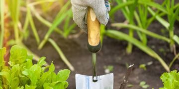 Horta orgânica em espaços reduzidos facilita cultivo de temperos e hortaliças em apartamentos