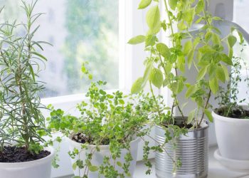 Cultivo de ervas em casa ganha espaço por praticidade e baixo custo