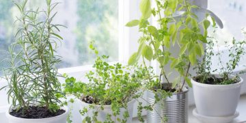 Cultivo de ervas em casa ganha espaço por praticidade e baixo custo