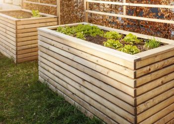 Hortaliças resistentes ao sol forte de Niterói garantem produtividade em hortas urbanas