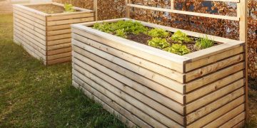 Hortaliças resistentes ao sol forte de Niterói garantem produtividade em hortas urbanas