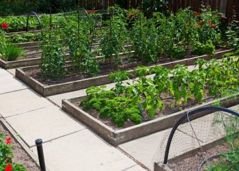 Verduras resistentes: alternativas adaptáveis para hortas domésticas em qualquer clima