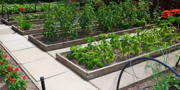 Verduras resistentes: alternativas adaptáveis para hortas domésticas em qualquer clima