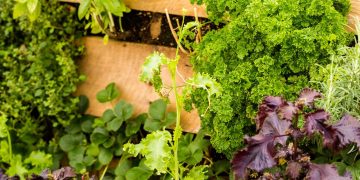 Hortas em varandas de cidades quentes: cuidados e espécies para o cultivo de alimentos frescos