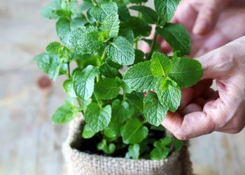 Plantio de hortelã em vaso oferece aroma natural e repelente contra insetos