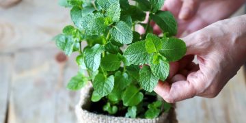 Plantio de hortelã em vaso oferece aroma natural e repelente contra insetos