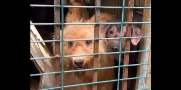 Operação resgata mais de 50 cães em condições insalubres no Rio de Janeiro