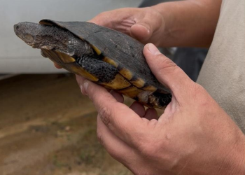 Animais silvestres são devolvidos à natureza na Área de Proteção de Maricá