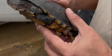 Animais silvestres são devolvidos à natureza na Área de Proteção de Maricá