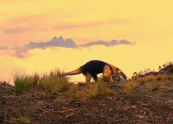 Tamanduá-mirim é registrado no Parque dos Três Picos em Nova Friburgo, reforçando esforços de preservação