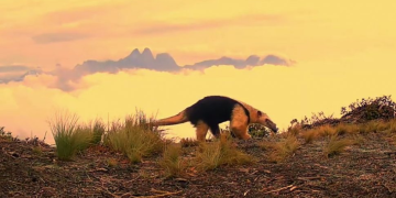 Tamanduá-mirim é registrado no Parque dos Três Picos em Nova Friburgo, reforçando esforços de preservação