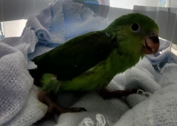 Filhote de periquito-rico é resgatado na Mata Atlântica de Paraty e encaminhado para reabilitação