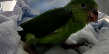 Filhote de periquito-rico é resgatado na Mata Atlântica de Paraty e encaminhado para reabilitação