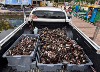 Inea apreende 200 kg de mexilhão irregular na Reserva de Itaipu após denúncia