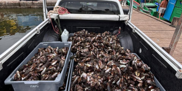 Inea apreende 200 kg de mexilhão irregular na Reserva de Itaipu após denúncia