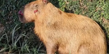 Justiça do Rio mantém prisão de suspeitos por agressão cruel a capivara na Ilha do Governador