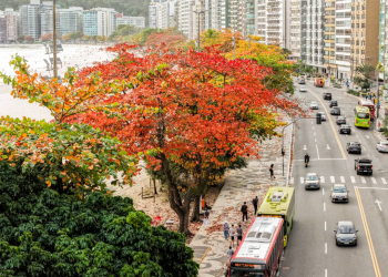 Niterói recebe quinto selo “Tree Cities of the World” por ações de preservação ambiental