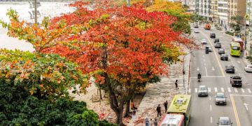 Niterói recebe quinto selo “Tree Cities of the World” por ações de preservação ambiental