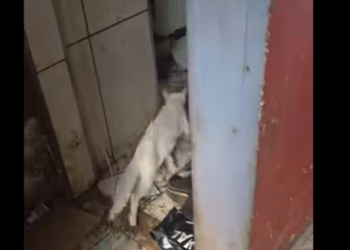 Vereador e equipes resgatam 25 gatos de apartamento insalubre em Realengo