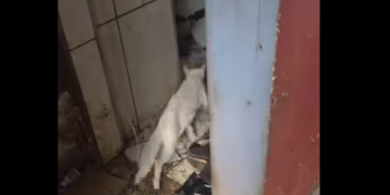 Vereador e equipes resgatam 25 gatos de apartamento insalubre em Realengo