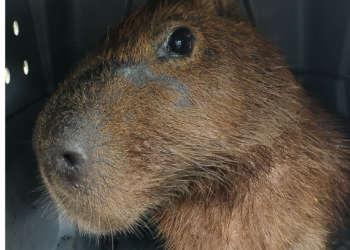 Resgate de capivara ferida na Ilha Grande destaca colaboração ecológica e esforços do Inea
