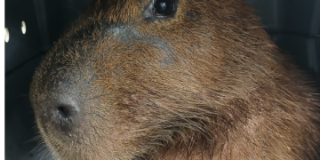 Resgate de capivara ferida na Ilha Grande destaca colaboração ecológica e esforços do Inea