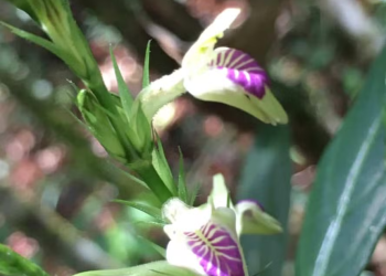 Pesquisa registra pela primeira vez em mais de um século a flor rara Justicia dasyclados na Reserva de Araras