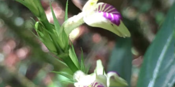 Pesquisa registra pela primeira vez em mais de um século a flor rara Justicia dasyclados na Reserva de Araras