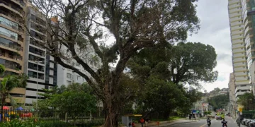 Prefeitura de Niterói lança projeto para revitalizar e ampliar área verde no Ingá