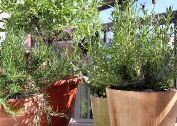 Lavanda na varanda: guia de cultivo e cuidados para florir o ano todo